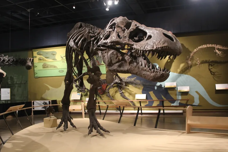 博物館に展示された全長 12 m の獣脚類恐竜化石