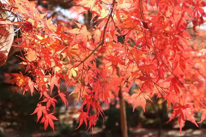 散った紅葉の落ち葉
