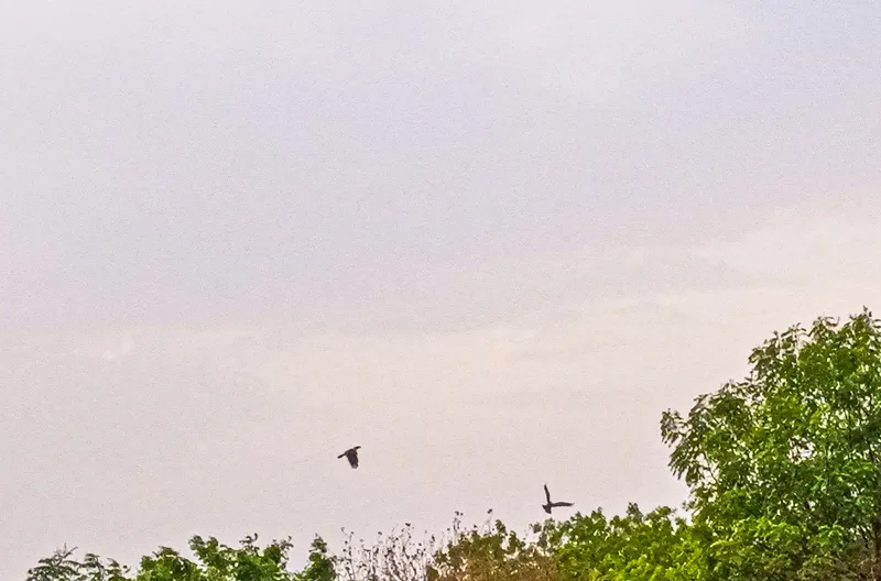 青空を飛ぶ2羽の鳥