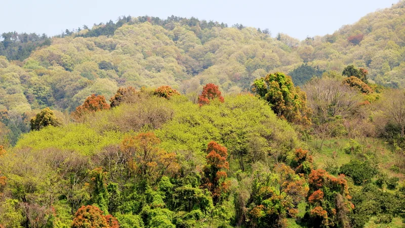 新緑 の 木々 が しげる 日本 の 森 の 風景