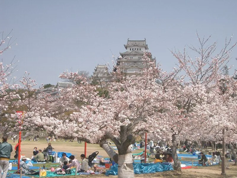 姫路城と桜 の 外観