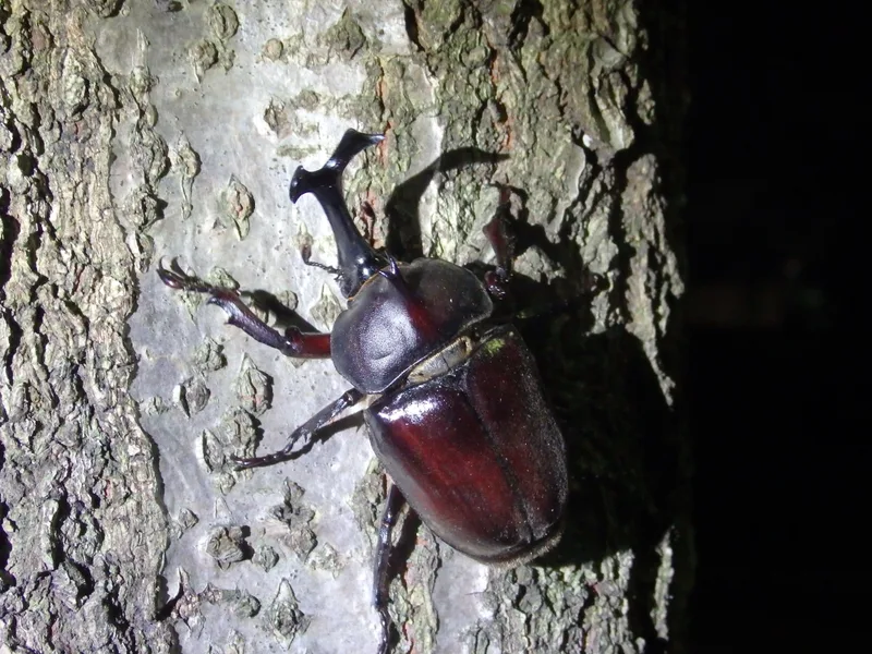 黒い角を持つカブトムシのオス