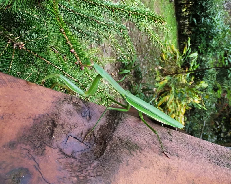 緑色のカマキリ の 写真
