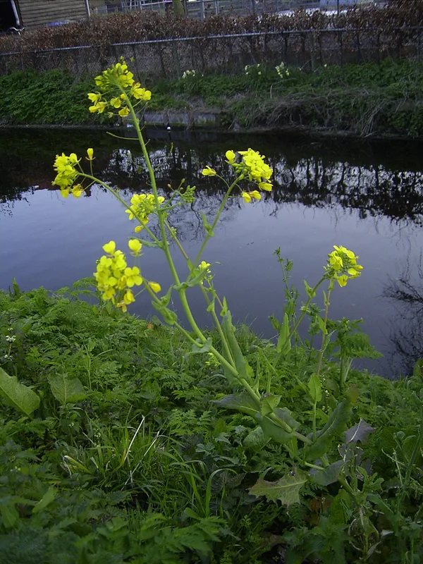 黄色いアブラナの花