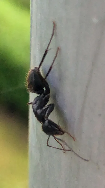 黒いクロオオアリ