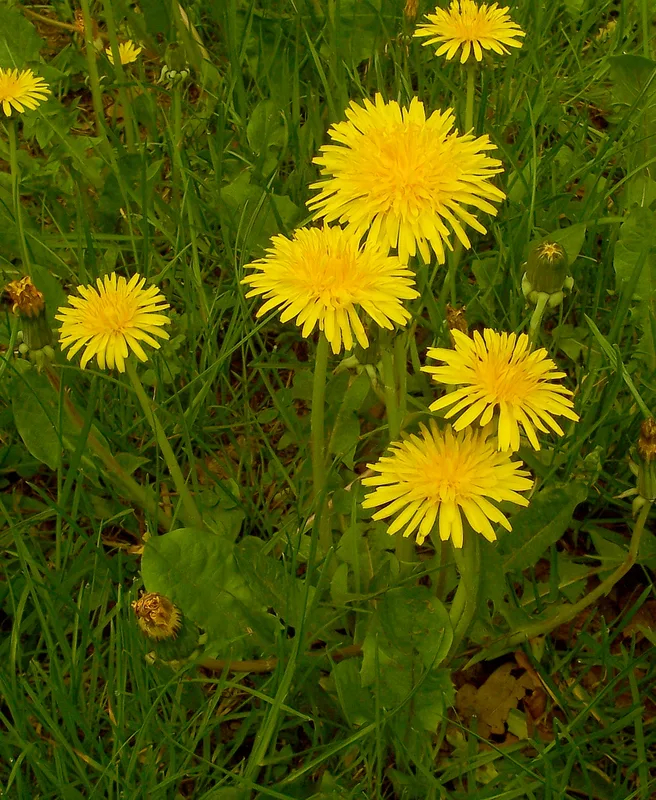 黄色いタンポポの花のクローズアップ