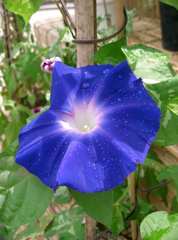 青いアサガオの花