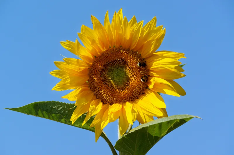 黄色いヒマワリの花