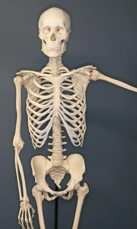 人体骨格の標本 の 写真