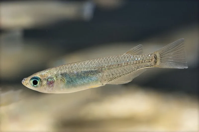 メダカ (Oryzias latipes)