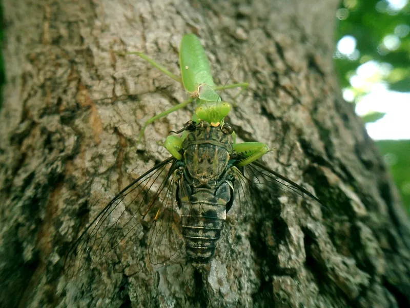 ハラビロカマキリがオオカマキリを食べる
