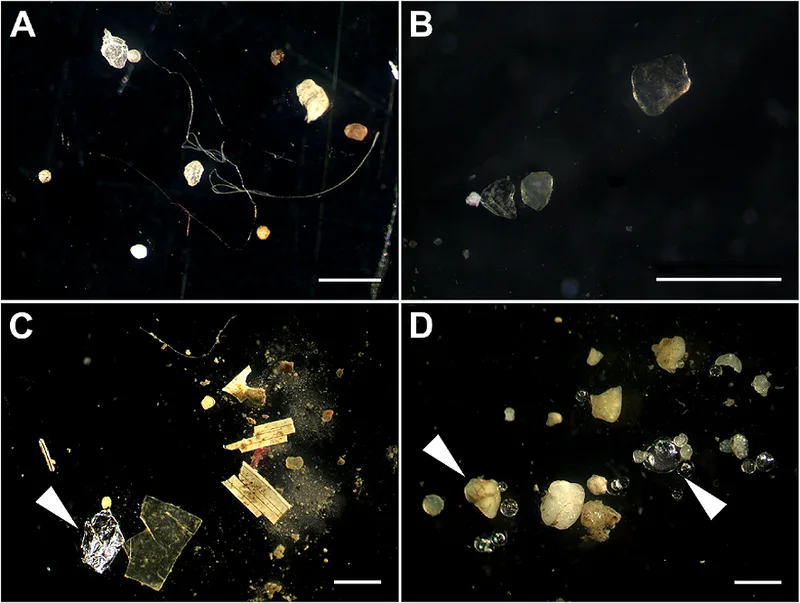 海底の堆積物に混じる小さなプラスチック片