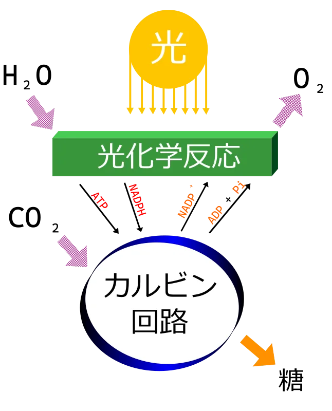 葉緑体が光・水・二酸化炭素から酸素とでんぷんを作る図