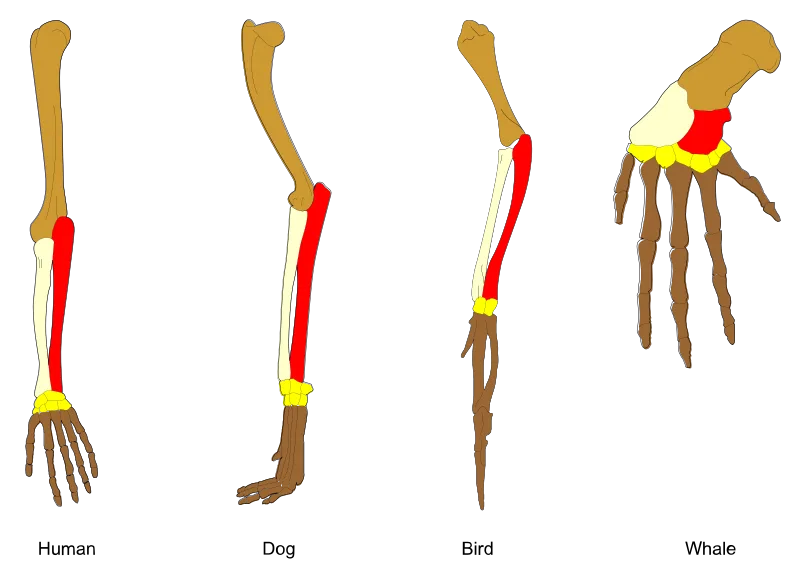脊椎動物の前肢の骨格比較図