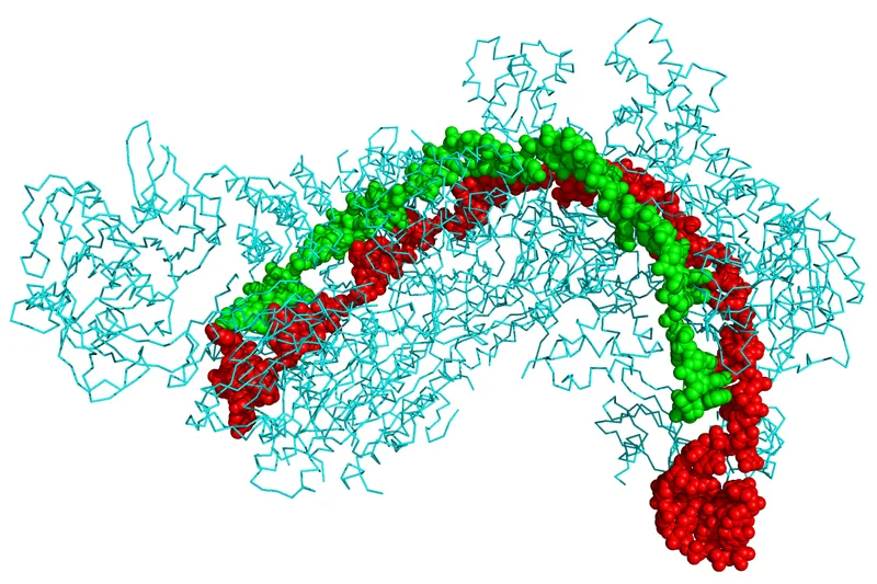 CRISPR-Cas9のタンパク質結晶構造