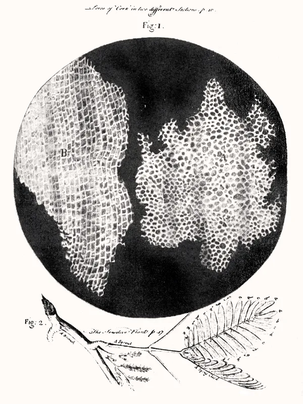 フックがMicrographiaに描いたコルク切片の顕微鏡スケッチ