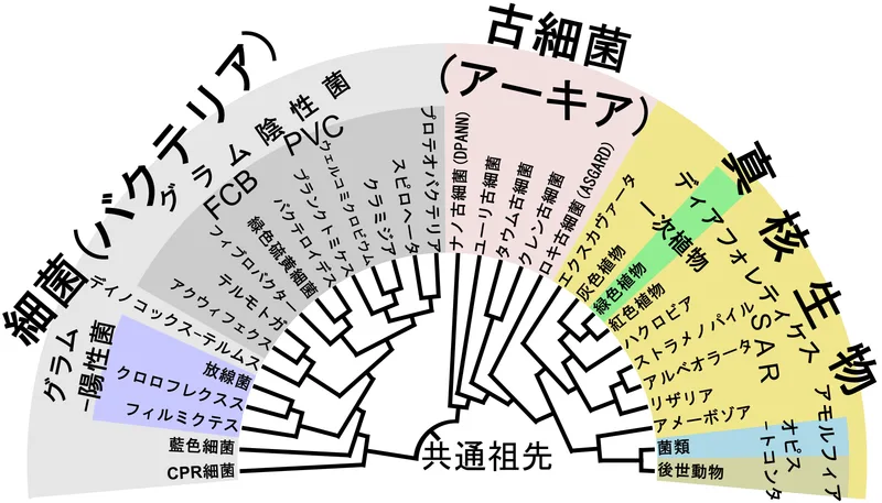 3ドメイン (細菌・古細菌・真核生物) の分子系統樹