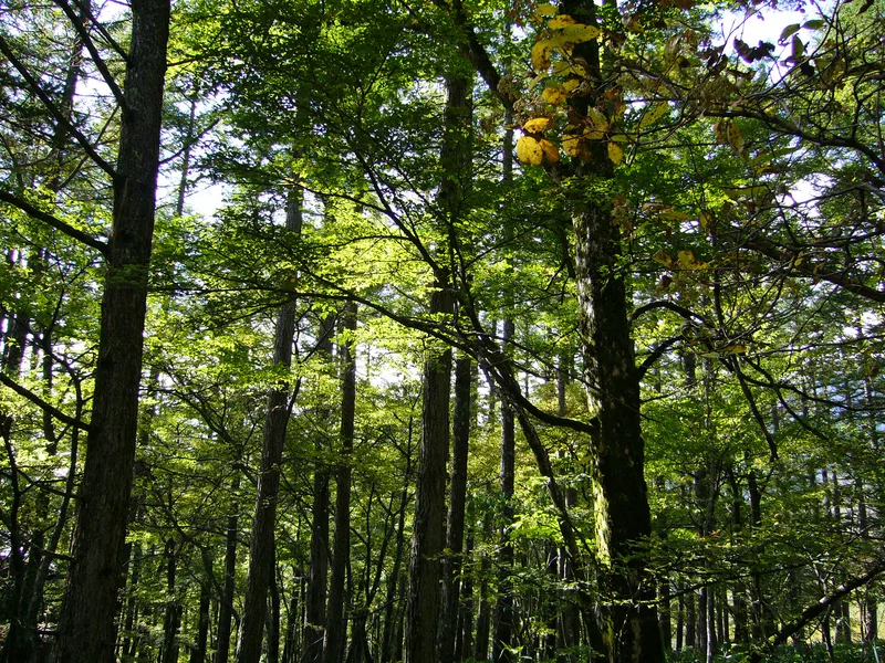 深い森林の景色 の 写真