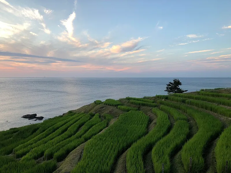 海に面した斜面に階段状に作られた棚田 (石川県・白米千枚田)