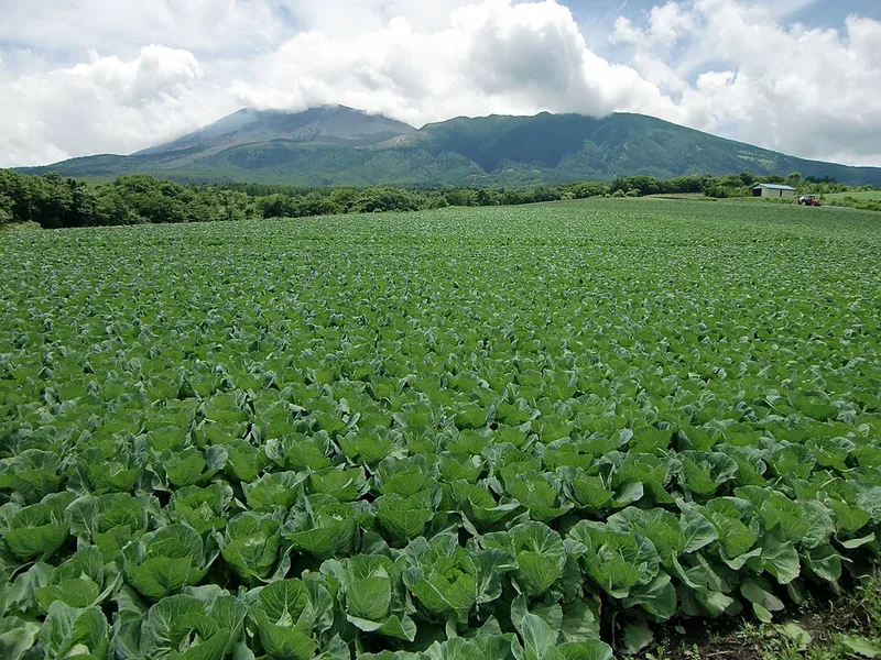 浅間山を背にした一面のキャベツ畑。群馬県嬬恋村の高原