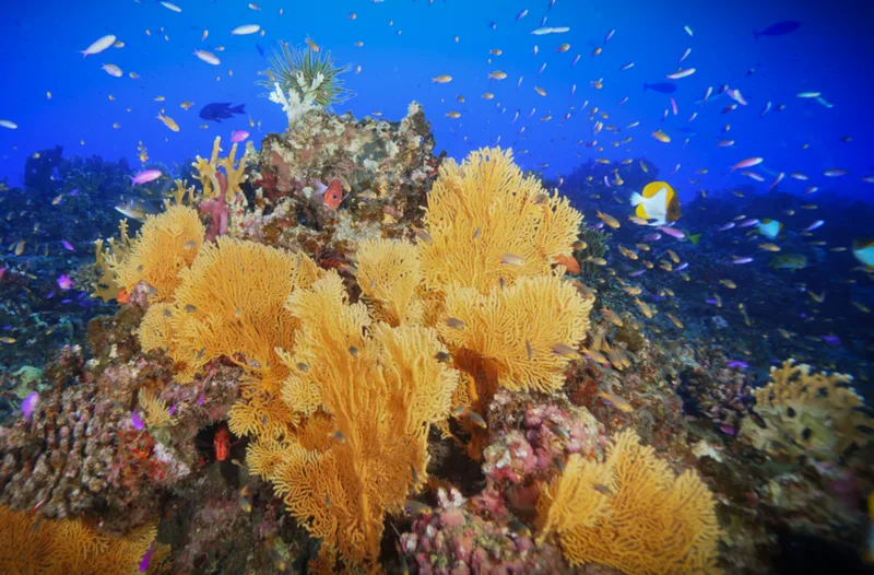 色とりどりのサンゴと魚がいるサンゴ礁